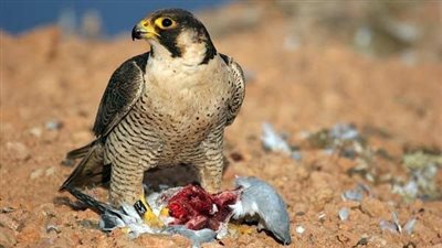 بعد وصول سعره لمليون دولار.. كل ما تود معرفته عن صقر الشاهين