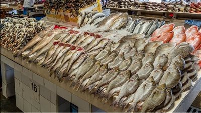 البلطي وصل 55 جنيه.. أسعار السمك اليوم الأحد 30 أكتوبر 