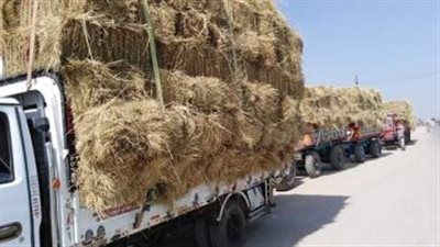 زراعة الشرقية تورد 26005 أطنان من محصول الأزر