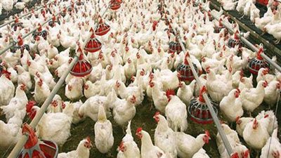 الزراعة تزف بشرى سارة عن مستلزمات الإنتاج الداجني (فيديو)