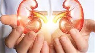 منها التوم والبصل.. أطعمة مثالية تعزز صحة الكلي