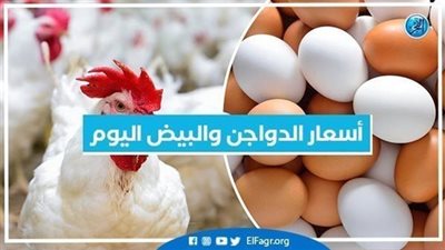 أسعار الدواجن والبيض اليوم السبت 19/11/2022 بمحافظة الإسكندرية