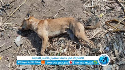 مباحث المنوفية وأهالي مليج ينجحون فى قتل الكلب المتسبب في إصابة الأطفال