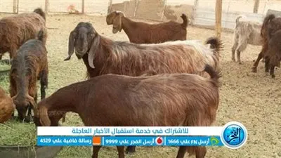 تحصين 36 رأس ماعز وأغنام ضد طاعون المجترات الصغيرة ببني سويف