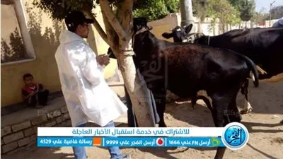 تحصين 9547 رأس ماشية ضد الحمى القلاعية والوادي المتصدع ببني سويف