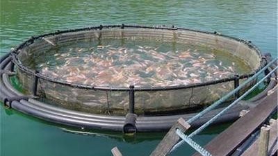 صديقة للبيئة وموفرة للمياه.. تفاصيل إنشاء مزرعة سمكية بالنظام المغلق (فيديو)