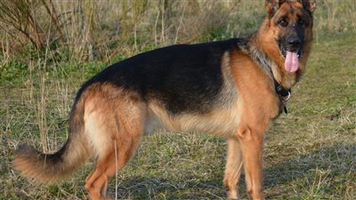 بسبب كلب.. إصابة سائق توك توك في حادث على طريق مصر إسكندرية الزراعي