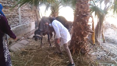 محافظ الجيزة يتابع انتظام سير العمل بالحملة القومية للتحصين ضد مرض الحمى القلاعية 