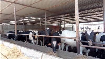 الزراعة: ضخ أكثر من 7 مليارات جنيه في المشروع القومي للبتلو (فيديو)