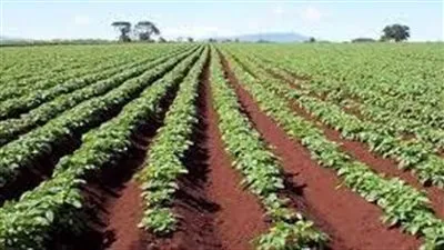 قانوني: اغتصاب حيازة الأراضي الزراعية جريمة مركبة (فيديو)