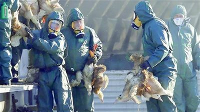 يسبب الوفاة.. أعراض فيروس أنفلونزا الطيور بعد شائعة ظهوره في مصر