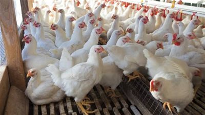 اخر تحديث لاسعار الدواجن فى السوق المصرية اليوم الاربعاء 30-11- 2022 