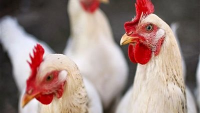 الإكوادور تعلن الطوارئ الصحية بسبب تفشى أنفلونزا الطيور