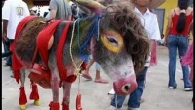 مسابقة غريبة لاختيار أجمل حمار في كينيا.. وهذه الجائزة!