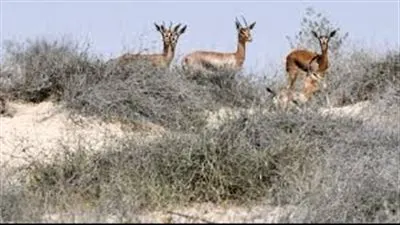 المملكة تشيد أول محمية للصيد المستدام للحد من الصيد الجائر