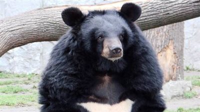 كوريا الجنوبية تعلن حدوث هجوم قاتل من 3 دببة سوداء على مربيها