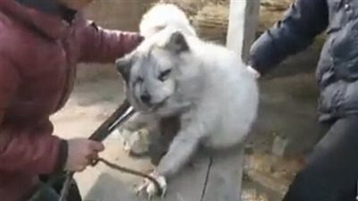 أزهري يوضح حكم الشرع في قتل وتعذيب الحيوانات 