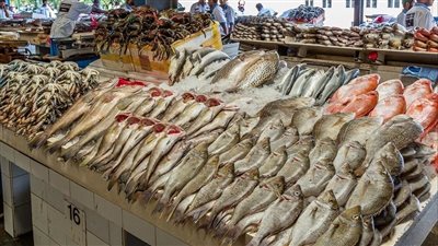 أسعار السمك اليوم الثلاثاء 13 ديسمبر 2022 في الأسواق