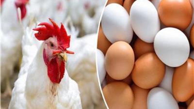  أسعار الدواجن والبيض اليوم السبت 17 ديسمبر 2022 في الأسواق المصرية 