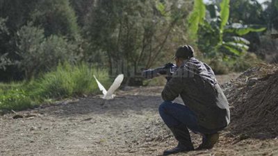 بورسعيد: طيور نادرة قابلة للانقراض مرت من بحيرة المنزلة