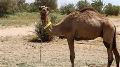 أستاذ علم أحياء دقيقة يطلق تحذيرا بشأن إنفلونزا الإبل (فيديو)