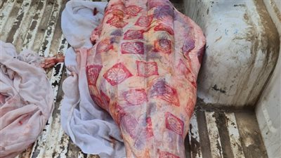  بيطري المنوفية: ضبط 210 كجم لحوم مجمدة غير صالحة للاستهلاك الآدمي 