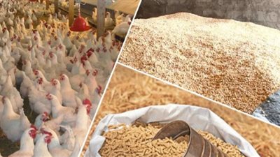 بعد زيادة الفائدة..  أسعار أعلاف الدواجن اليوم السبت 24 ديسمبر 2022 