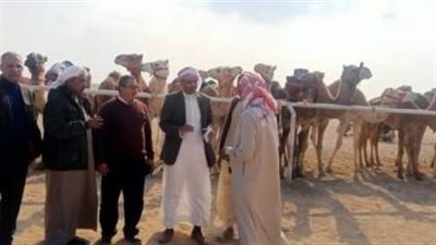 تعرف على تفاصيل تنظيم نهائي سباق الهجن بطور سيناء (فيديو)