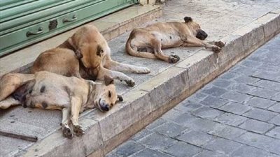 الإدارة المحلية بالبرلمان: التوافق حول قانون حيازة الحيوانات الخطرة والكلاب إنجاز