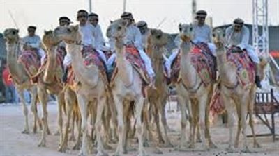 الشيباني وابنه يفوزان بالمركز الأول والثاني في مسابقة الطبع بمهرجان الإبل