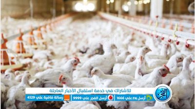 عاجل| قفزة جديدة في أسعار الدواجن اليوم.. الكيلو يصل إلى 60 جنيه