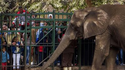 رئيس الإدارة المركزية للحدائق يحسم الجدل حول بيع حديقتي الحيوان والأورمان 