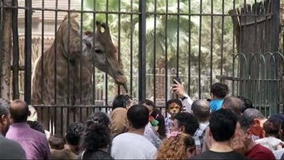 بمليار جنيه.. تفاصيل تطوير حديقة حيوان الجيزة
