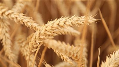 ارتفاع أسعار القمح عالميًا بتداولات بورصة شيكاغو