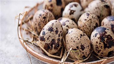 الكرتونة بـ 20 جنيها.. تعرف على أسعار بيض السمان