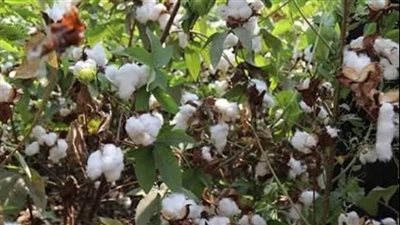 قطاع الأعمال: بيع 136 ألف قنطار قطن في 7 محافظات