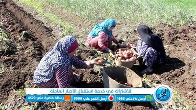 الخير طالع من الأرض.. بدء موسم حصاد البطاطس في قرى ببني سويف (صور)