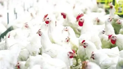 متى تنخفض أسعار الدواجن؟.. رئيس الشعبة يجيب