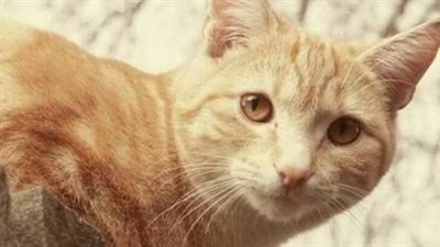 قد تكون خطيرة جدًا على الصحة.. تربية القطط داخل المنزل