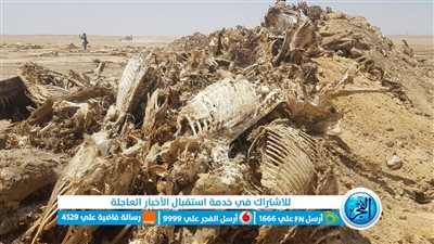 محافظ الفيوم يشكل لجنة لمعاينة هياكل للحمير بصحراء وادي الريان