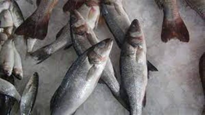 أسعار الاسماك اليوم..البلطي يسجل 45 جنيها بمعارض 