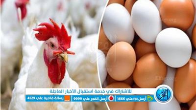 بورصة الدواجن.. البانية يتجاوز 185 جنيها والهياكل تبدأ من 40 جنيها