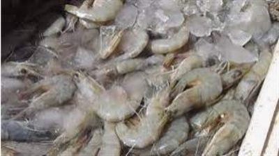 ضبط 4 طن جمبري غير صالح للاستهلاك الآدمي بالقاهرة