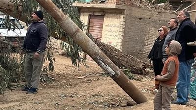 بسبب الطقس.. سقوط شجرة ضخمة وقطع أسلاك الكهرباء بالدقهلية