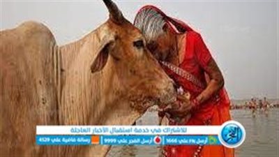 الهند: 14 فبراير لحضن البقر بدلا من عيد الحب