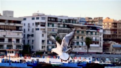 أماكن عامة للخروج يوم عيد الحب في مدينة بورسعيد