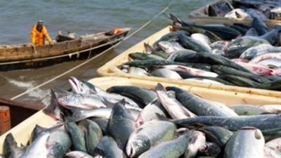 انفراجة جديدة.. شركات أسماك روسية تستعد للبيع داخل مصر 