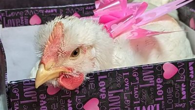 بمناسبة عيد الحب.. زوج بالمنوفية يهدي لزوجته فرخة وزجاجة زيت ملفوفين بالورود