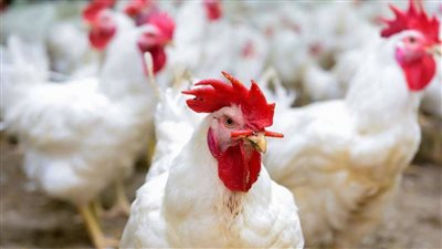 أسعار الدواجن والبيض اليوم الجمعة 25-3-2023في قنا