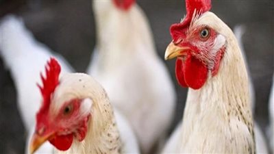 إنفلونزا الطيور تنتشر بدول العالم.. وخبراء: قد تقتل 50% من البشر